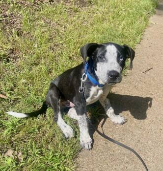 BLUE -  Cattle Dog Dog for Adoption in Southaven, Mississippi - BLUE | PetCurious