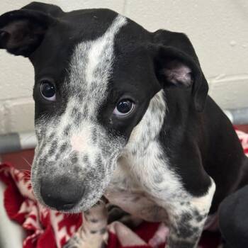 Otis -  Mixed Breed Dog for Adoption in Norman, Oklahoma - Otis | PetCurious