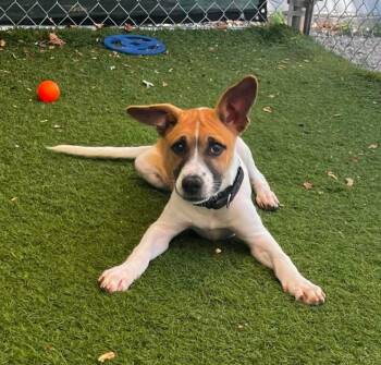 Taylin -  Labrador Retriever and Shepherd Dog for Adoption in Sunrise Beach, Missouri - Taylin | PetCurious