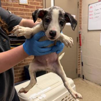 Baxter -  Terrier Dog for Adoption in Birmingham, Alabama - Baxter | PetCurious