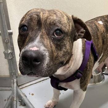 Beatrice -  Mixed Breed Dog for Adoption in Dekalb, Illinois - Beatrice | PetCurious