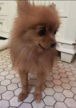 Sunshine -  Pomeranian Dog for Adoption in Washington, District Of Columbia - Sunshine | PetCurious