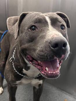 Pit Bull Terrier Dogs Available for Adoption in Dallas, Texas - ROOKIE | PetCurious