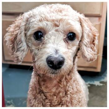 Miniature Poodle Dogs Available for Adoption - Teddy | PetCurious