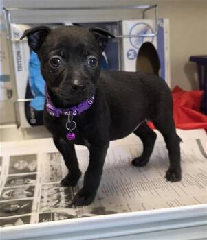 TIANA -  Labrador Retriever Dog for Adoption in San Antonio, Texas - TIANA | PetCurious