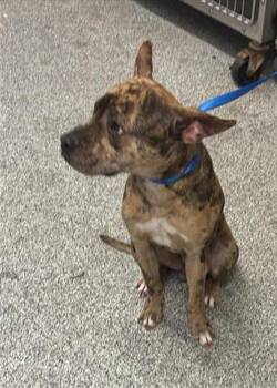 Pit Bull Terrier Dogs Available for Adoption in Houston, Texas - A655402 | PetCurious