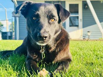 Naomi -  Labrador Retriever Dog for Adoption in Lewisville, Indiana - Naomi | PetCurious