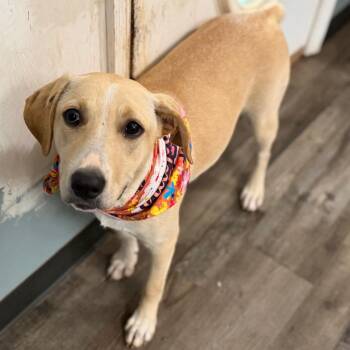 Jolene -  Yellow Labrador Retriever Dog for Adoption in Sequatchie, Tennessee - Jolene | PetCurious