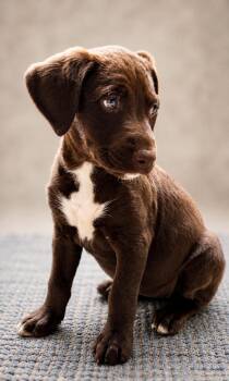 Flat Coated Retriever and Chocolate Labrador Retriever Dogs Available for Adoption in Nahunta, Georgia - CINNAMON  | PetCurious