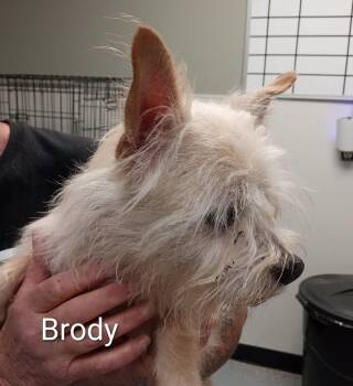 Terrier Dogs Available for Adoption in Maynardville, Tennessee - Brody | PetCurious