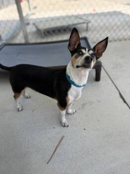 Radar -  Parson Russell Terrier and Mixed Breed Dog for Adoption in King William, Virginia - Radar | PetCurious