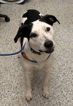 Splash -  Mixed Breed Dog for Adoption in Kansas City, Missouri - Splash | PetCurious
