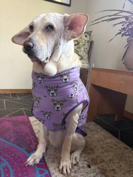 Rescue Yellow Labrador Retriever Dogs for Adoption in Whitewater, Wisconsin - Mazzy Starr | PetCurious