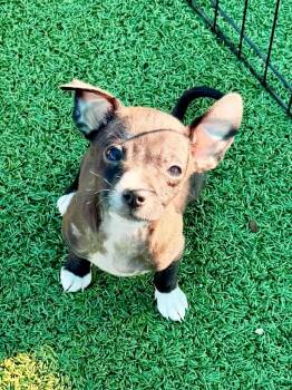 Chihuahua Dogs Available for Adoption - Holland | PetCurious