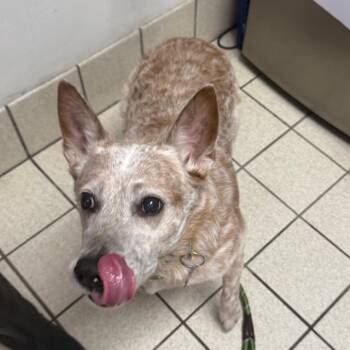 Cow -  Mixed Breed Dog for Adoption in Charleston, West Virginia - Cow | PetCurious