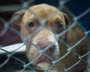 Pit Bull Terrier and Mixed Breed Dogs Available for Adoption - SHELLY | PetCurious