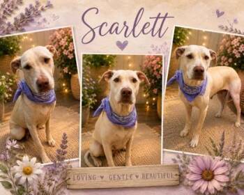 Scarlett -  Labrador Retriever and Mixed Breed Dog for Adoption in Seagoville, Texas - Scarlett | PetCurious