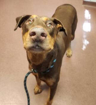 Frau -  Doberman Pinscher Dog for Adoption in Oakland, California - Frau | PetCurious