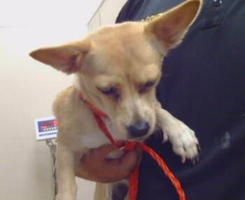 Rescue Chihuahua Dogs for Adoption in Sacramento, California - CLOVE | PetCurious