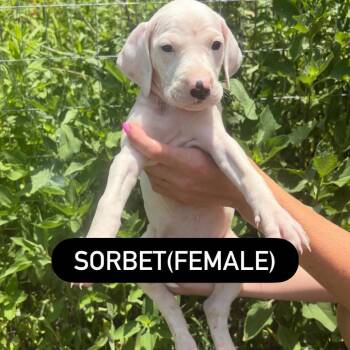Sorbet -  Hound and Mixed Breed Dog for Adoption in North Charleston, South Carolina - Sorbet | PetCurious
