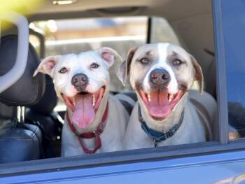 American Staffordshire Terrier and Pit Bull Terrier Dogs Available for Adoption - Bolt Bonded With Delilah (must Adopt Together) | PetCurious