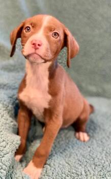 Labrador Retriever and Terrier Dogs Available for Adoption in Urbandale, Iowa - Olivia | PetCurious