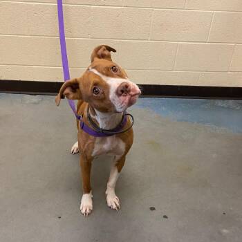 Layla -  Mixed Breed Dog for Adoption in Memphis, Tennessee - Layla | PetCurious