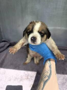 ZIPPER -  Great Pyrenees and Mixed Breed Dog for Adoption in Conroe, Texas - ZIPPER | PetCurious
