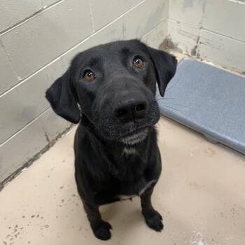 TUSC-Stray-84814 -  Labrador Retriever and Mixed Breed Dog for Adoption in Tuscaloosa, Alabama - TUSC-Stray-84814 | PetCurious