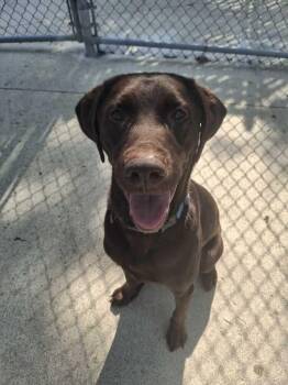 Marley -  Labrador Retriever Dog for Adoption in Bowling Green, Ohio - Marley | PetCurious