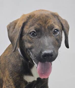 Plott Hound and Labrador Retriever Dogs Available for Adoption in Newport, Tennessee - Jaipur | PetCurious