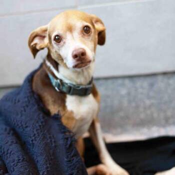 Barkley -  Chihuahua and Mixed Breed Dog for Adoption in Atlanta, Georgia - Barkley | PetCurious