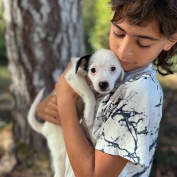Vampire -  Terrier and Mixed Breed Dog for Adoption in Tacoma, Washington - Vampire | PetCurious