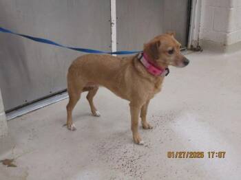 Terrier Dogs Available for Adoption - Baby (302) | PetCurious