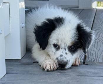 Scout -  Border Collie Dog for Adoption in Millcreek, Utah - Scout | PetCurious