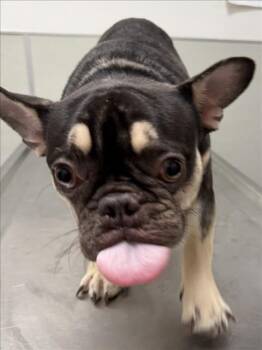 FRED -  French Bulldog Dog for Adoption in Tracy, California - FRED | PetCurious