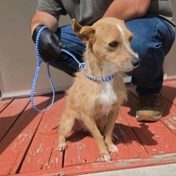 PRINCE -  Terrier and Mixed Breed Dog for Adoption in Waterford, New Jersey - PRINCE | PetCurious
