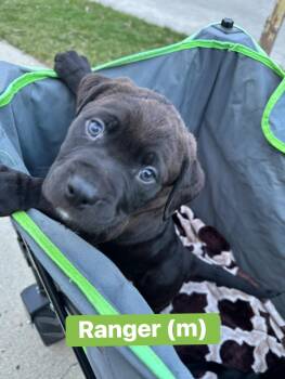 Cane Corso Dogs Available for Adoption - Ranger | PetCurious