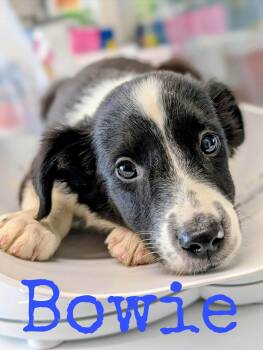 Bowie -  Jack Russell Terrier Dog for Adoption in Cowlesville, New York - Bowie | PetCurious