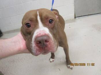 (802) -  Pit Bull Terrier Dog for Adoption in Marietta, Georgia - (802) | PetCurious