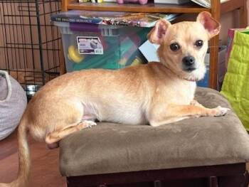 Franky -  Chihuahua Dog for Adoption in Aurora, Illinois - Franky | PetCurious