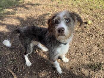 Rescue Aussiedoodle Dogs for Adoption in Plano, Texas - Timon A212818 | PetCurious