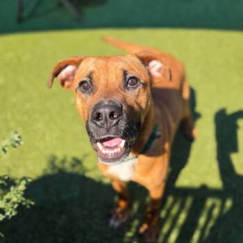 Doughnut -  Pit Bull Terrier Dog for Adoption in Greensboro, North Carolina - Doughnut | PetCurious