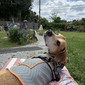 Basset Hound Dogs Available for Adoption in Auburndale, Florida - Anchor | PetCurious