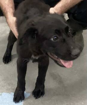 Rescue Mixed Breed Dogs for Adoption in Beebe, Arkansas - Mistie | PetCurious