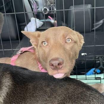 0864-D26 -  Husky and Mixed Breed Dog for Adoption in Port Charlotte, Florida - 0864-D26 | PetCurious