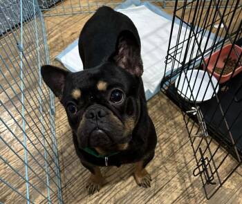 French Bulldog Dogs Available for Adoption in Marine City, Michigan - Frankie | PetCurious