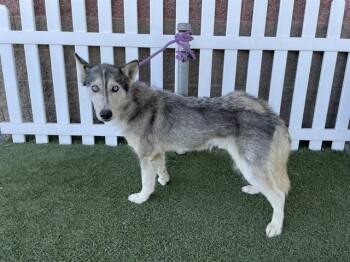 A612281 -  Siberian Husky and Mixed Breed Dog for Adoption in Modesto, California - A612281 | PetCurious