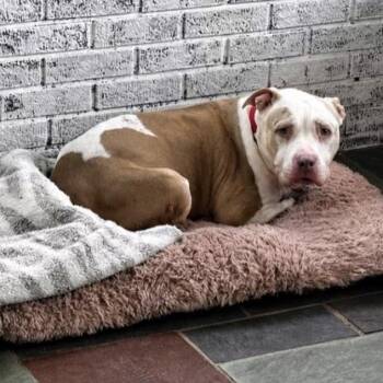 Jazzy -  Pit Bull Terrier Dog for Adoption in Copiague, New York - Jazzy | PetCurious