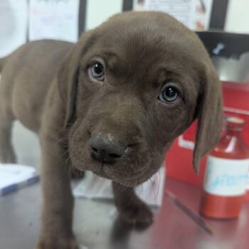 Black Labrador Retriever Dogs Available for Adoption in Parrish, Alabama - Ladybug | PetCurious